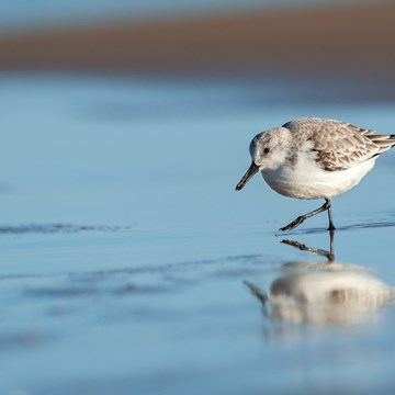 Birding in the South of Portugal