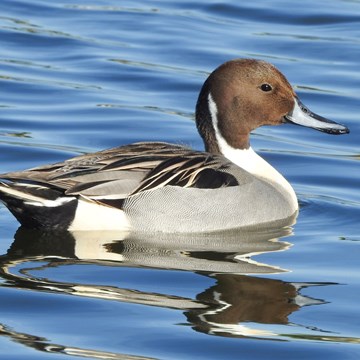 Birding in the South of Portugal