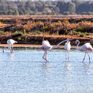 Birding in the South of Portugal