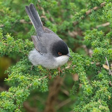 Birding in the South of Portugal