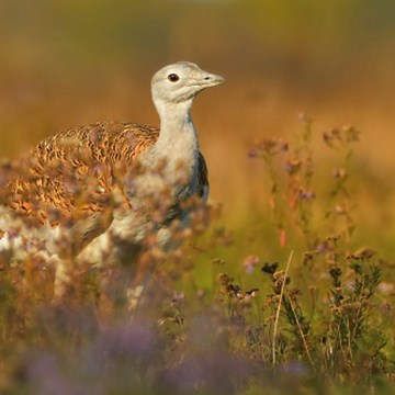 Birding in the South of Portugal