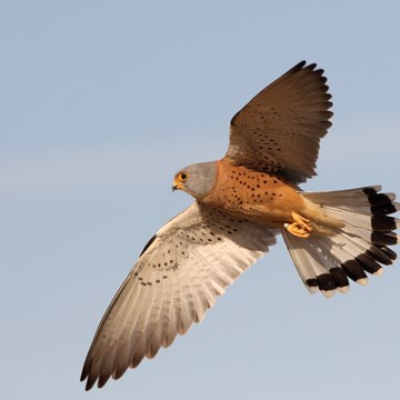 Birding in the South of Portugal