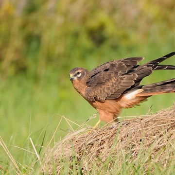 Birding in North and Central Portugal