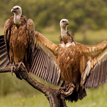 Birding in North and Central Portugal