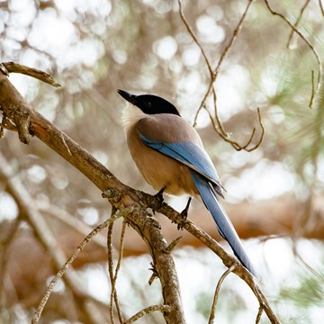 Birding in North and Central Portugal