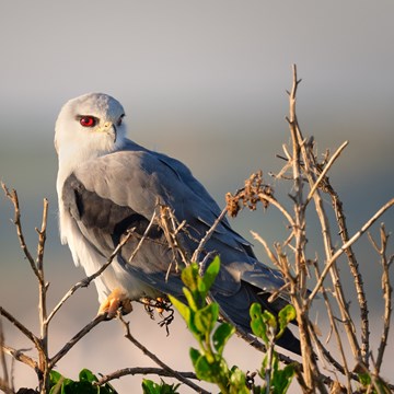 Birding in North and Central Portugal