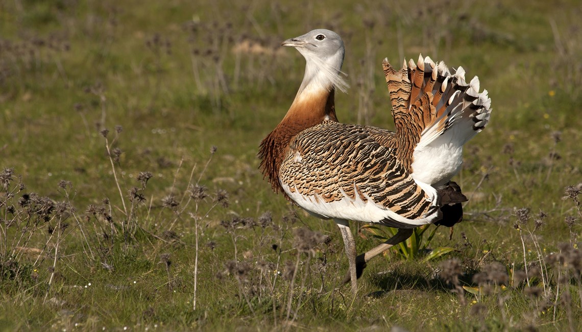 Great Bustard (Otis tarda)