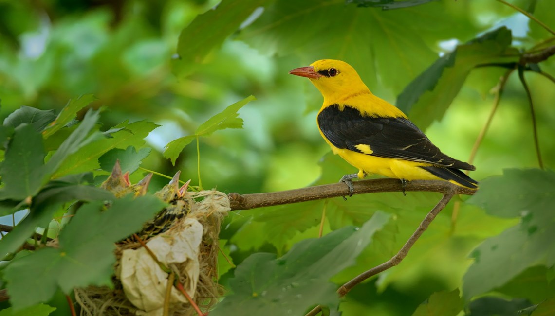 Golden Oriole (Oriolus oriolus) 